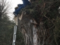 5/5 Tree Climb Geocache
